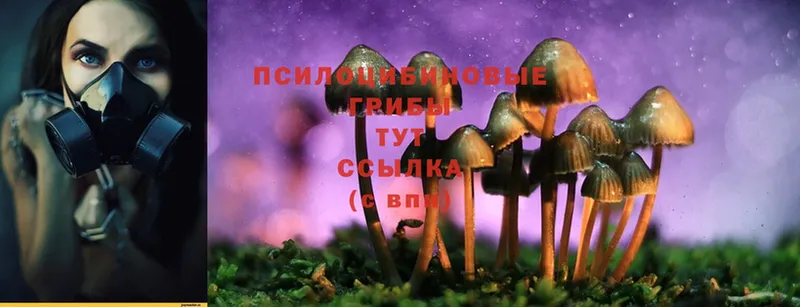 магазин    Геленджик  Галлюциногенные грибы Magic Shrooms 